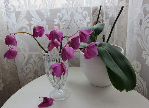 Orchids