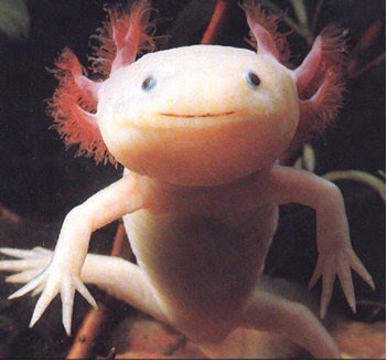 Axolotl Salamander Branson S Wild World
