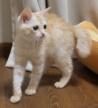 クリーム色のリラコちゃんご家族様募集中 Well Cat Home タンタン