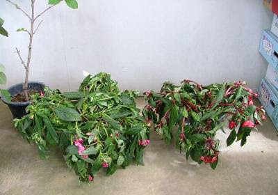 花の管理