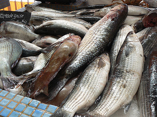 daurade et autres poissons.jpg