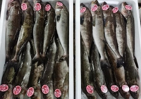 青森魚類 株式会社