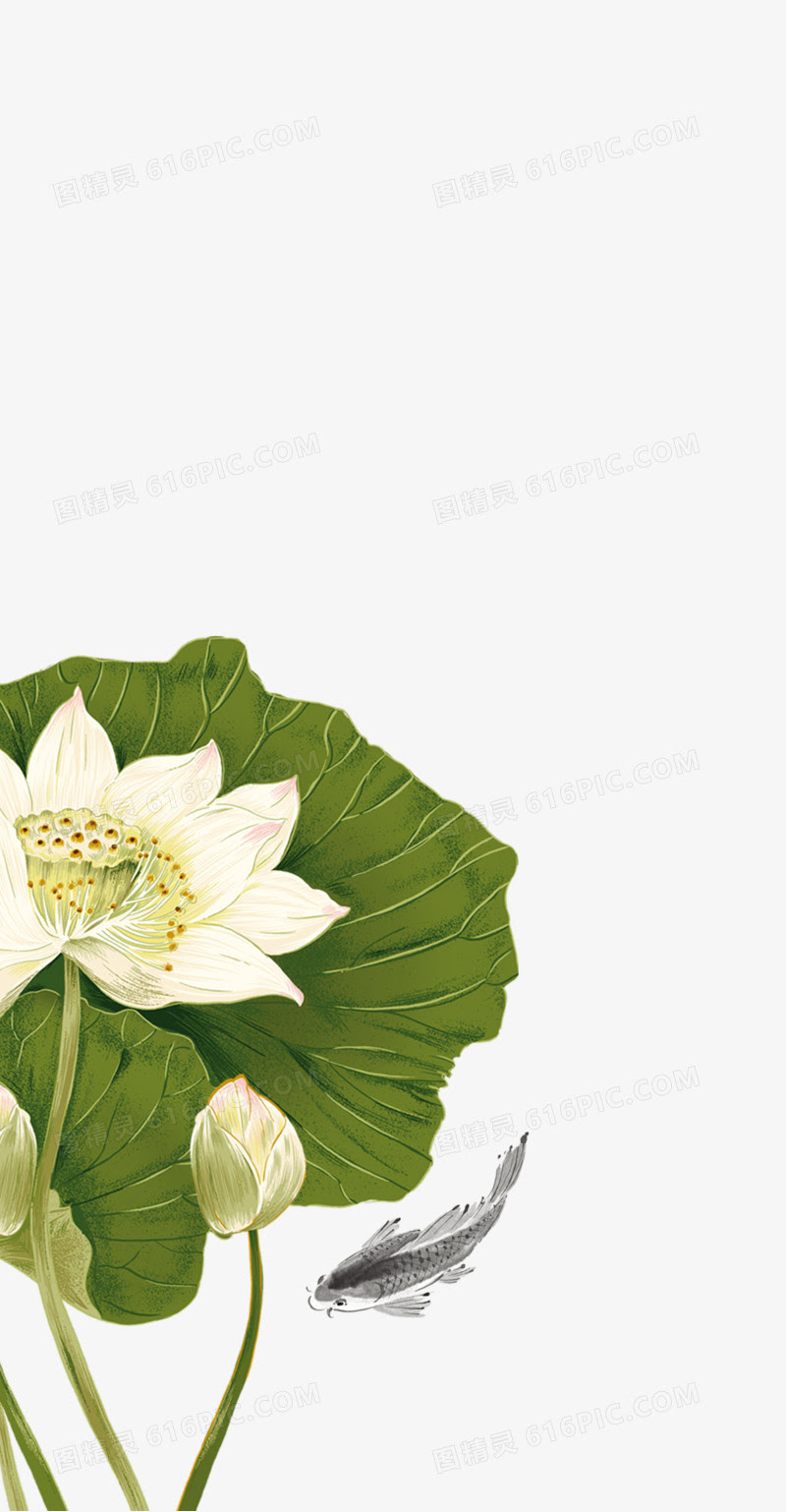 白莲花图片免费下载 Png素材 编号zq9ijrd7v 图精灵