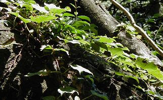 つる植物 カンボー都市緑化研究所