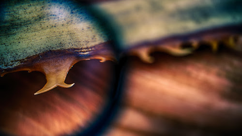 Focused by hbmike2000