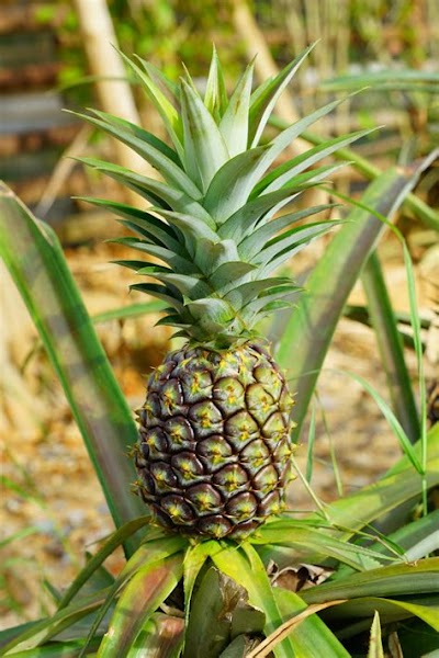How To Plant Pineapple: A Detailed Recipe