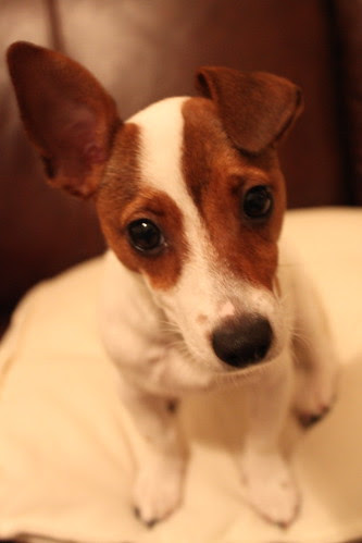 Pippa