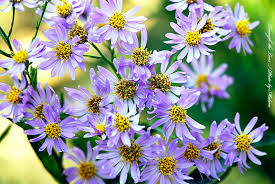 100以上9月9日诞生花 乾いた壁