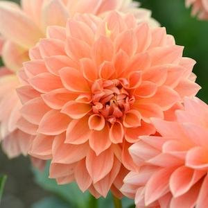 ダリア ハミルトンリリアン Dahlia Hamilton Lillian 美しい写真で600品種以上のダリアを紹介する花の手帖のダリア図鑑