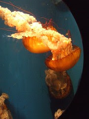 Birch Aquarium 13Jan09 072