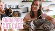 Top Konsep 23+ Cat Cafe Near Orchard