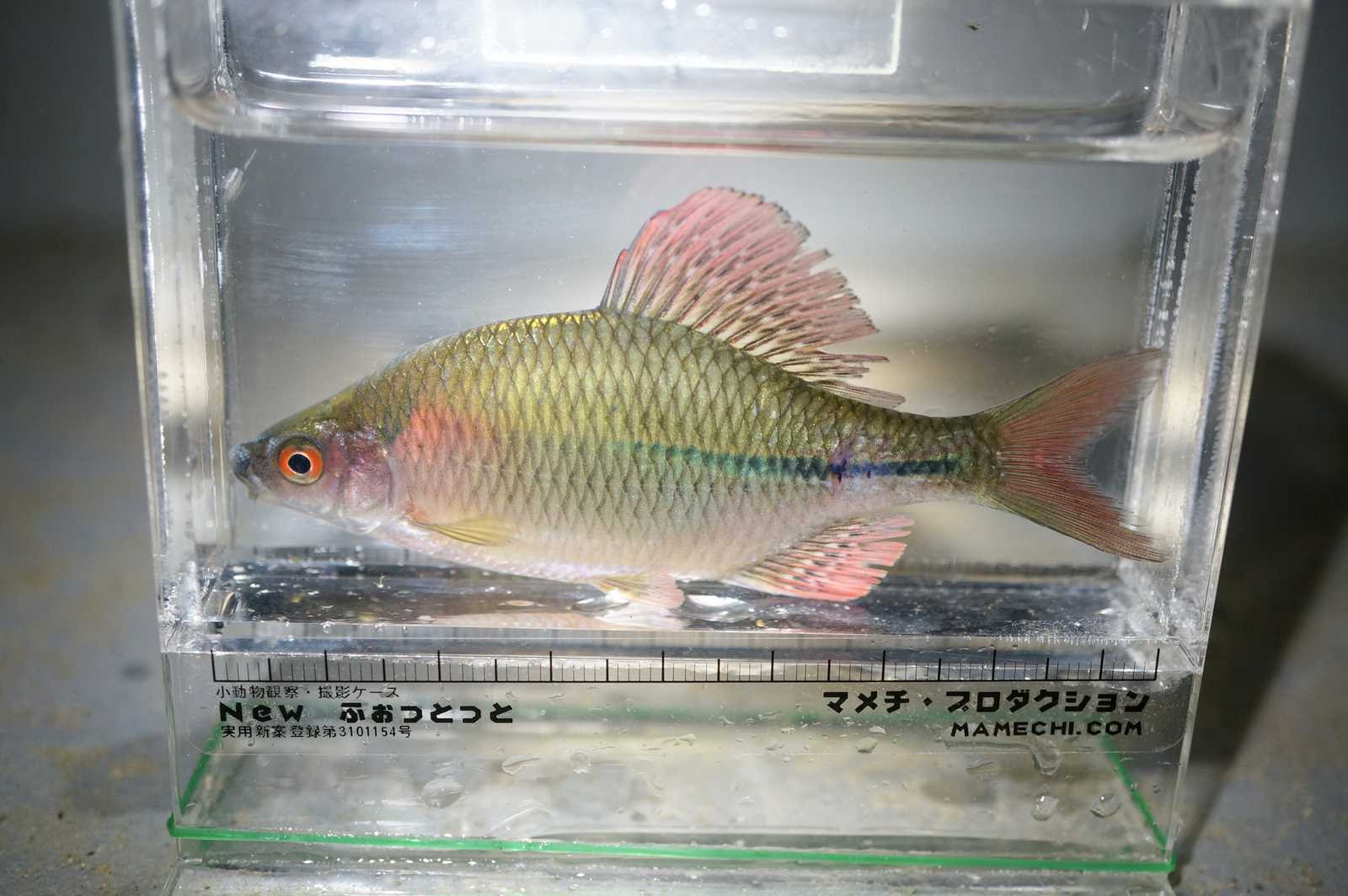 日韓ちゃんぽん 何度目の正直 秋夕の蟾津江ガサガサ