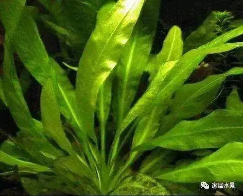 家居水景丨水草的种植方法和配置教你渡过新手期 简书