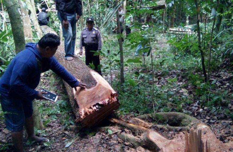 Warga Sine meninggal tertimpa pohon mahoni, ini kronologinya….