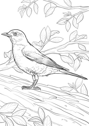 Thrush coloring pages to download and print for free