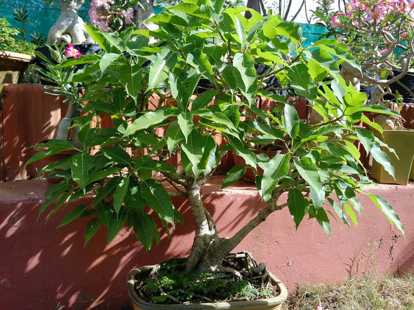 Buy Bonsai Peepal Tree Variety 10 Year Old Online India and Hyderabad – Treekart.com Buy Bonsai Peepal Tree Variety 10 Year Old Online India and Hyderabad – Treekart.com