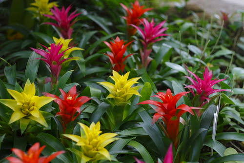 グズマニアの花が咲かない 原因と対処方法とは 植物navi