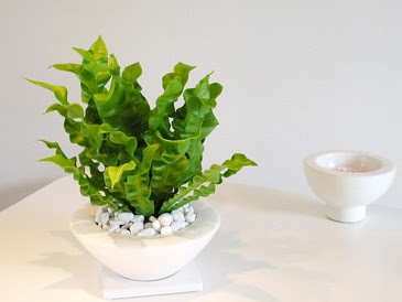 アスプレニウムの育て方 自然と暮らす 観葉植物