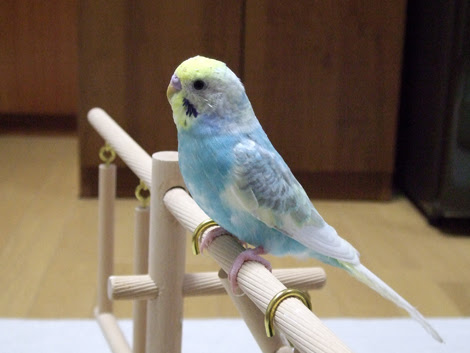 新しいコレクション セキセイ インコ カラー 無料のhd壁紙画像 Hd