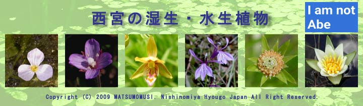 西宮の湿生 水生植物