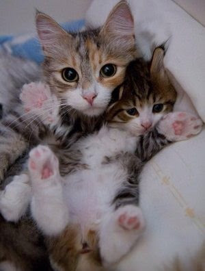 可愛い猫の親子画像選 猫画像まとめ もふぬこ動画 画像