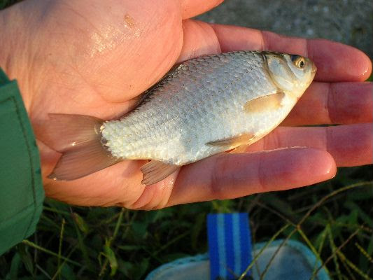 正しいフナ釣りの主張