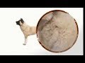 Video DOGS 101 - THE AKITA