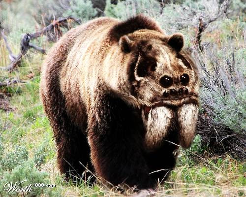 Animals, Digital Photography