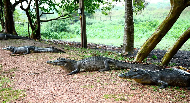 Caymans - I had to wait...