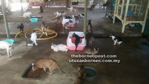 Pusat Jagaan Kucing Terbiar