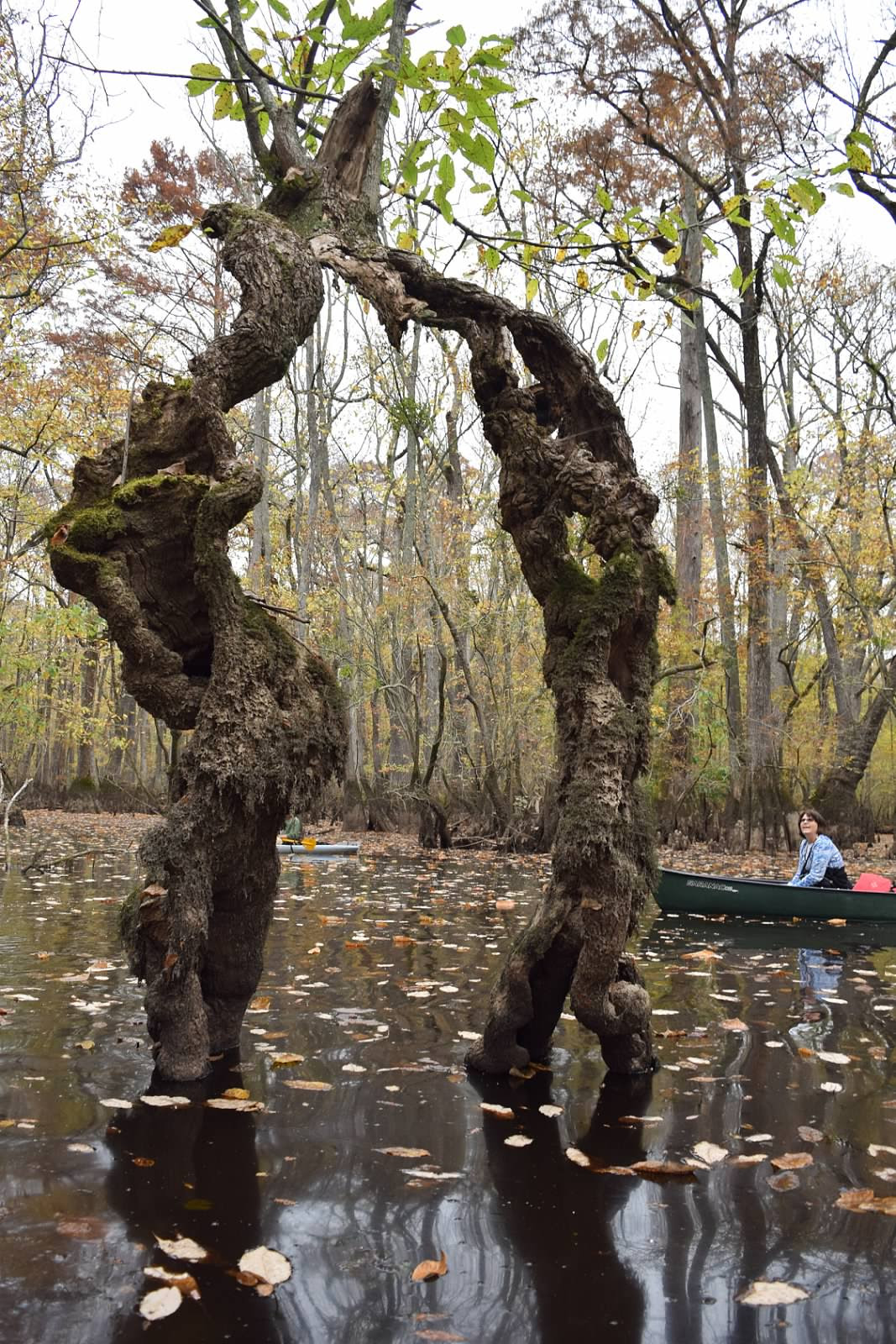 Into The Swamp at Cypress Bridge - Virginia Native Plant