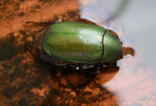 ブドウの葉がカナブンに食い荒らされる時の駆除方法について 生き物navi