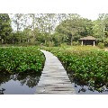 国立科学博物館 筑波実験植物園 つくば植物園 つくばちゃんねる