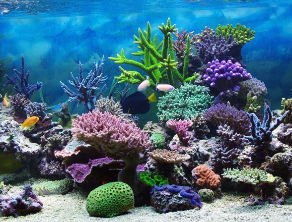 Koralowce (Anthozoa)   DinoAnimals.pl