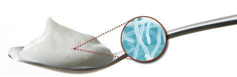 bacterial evolution   yogurt ecosystem  york times