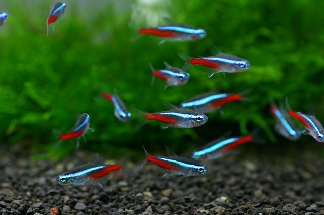 混ぜるな危険 ネオンテトラと混泳させてはいけない熱帯魚たち 熱帯魚 アクアリウム情報マガジン