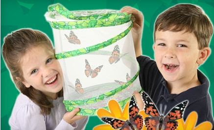 蝶の飼育セットが楽しい モンテッソーリ育児 In アメリカ