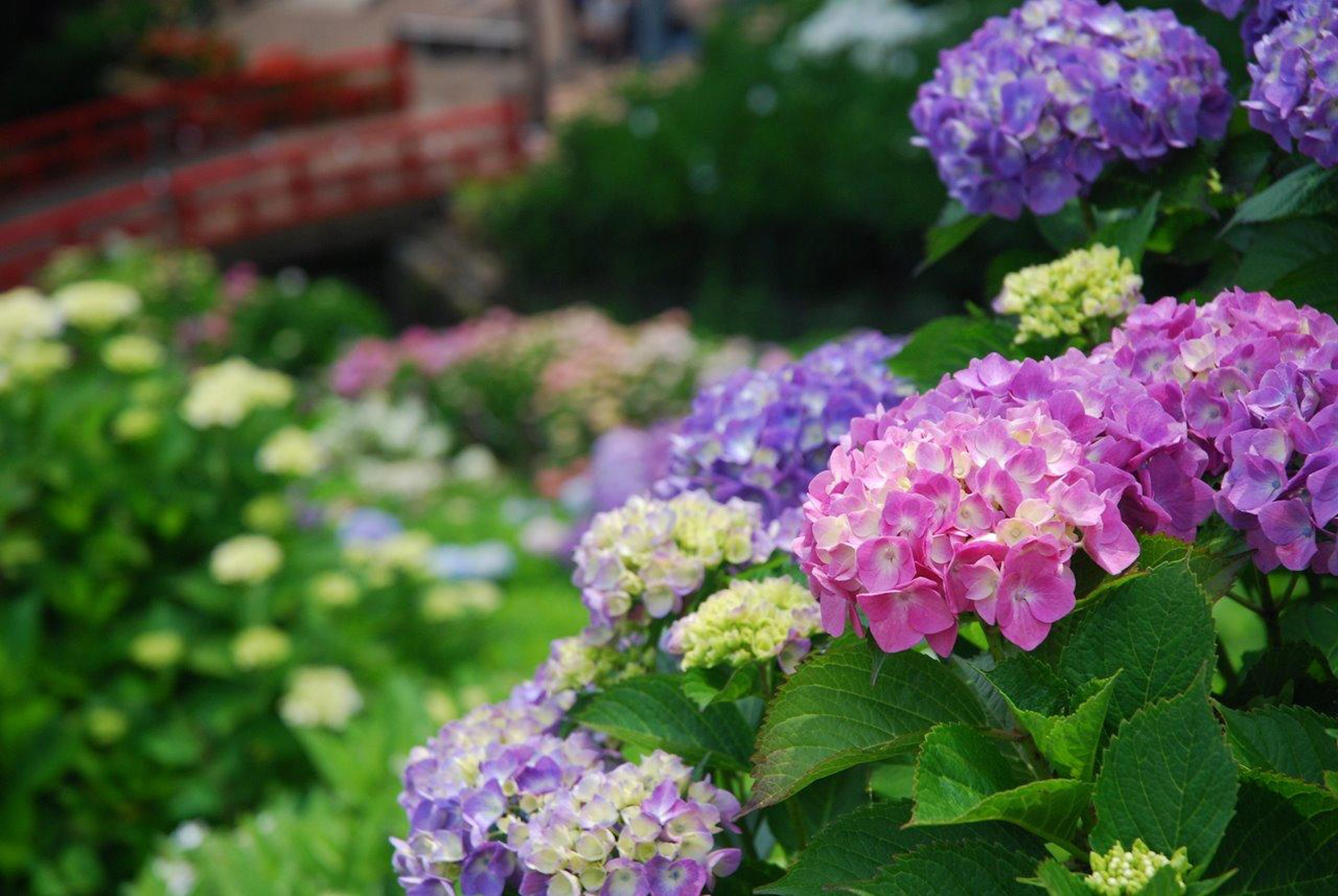 楽しい 紫陽花のドライフラワーの作り方やコツをご紹介 植物navi