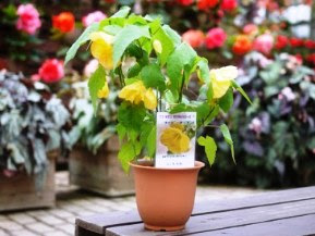 アブチロンの育て方 自然と暮らす 観葉植物