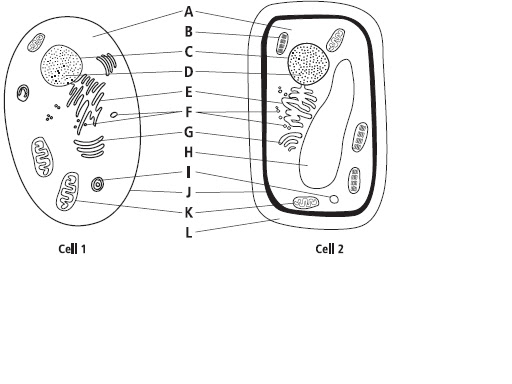 Parts of a Cell (Plant and Animal) Quiz - By Mr_Koonce
