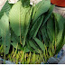 พืชกระท่อม ภาษาอังกฤษ / Facebook : หอมแดง ภาษาอังกฤษ เรียก shallot สมุนไพร พืชตระกูลเดียวกับพลับพลึง ชื่อเรียกอื่นๆ เช่น ผักบั่ว หอมหัวขาว หอมบัว หอมปั่ว หอมแกง.