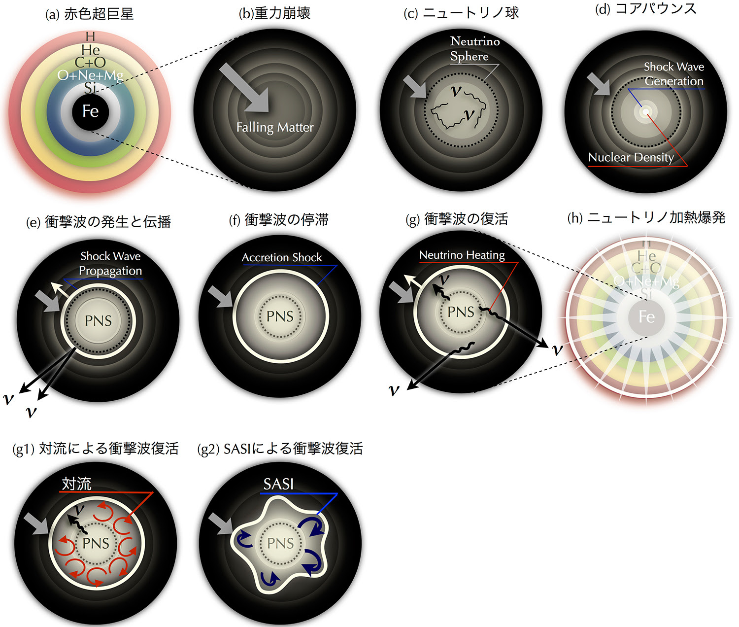 爆発するのか しないのか 超新星爆発の鍵を握る流体現象とは何か 計算基礎科学連携拠点