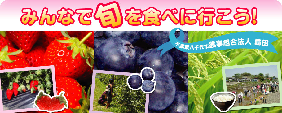 いちご狩り ブルーベリー狩り 農事組合法人島田 八千代市
