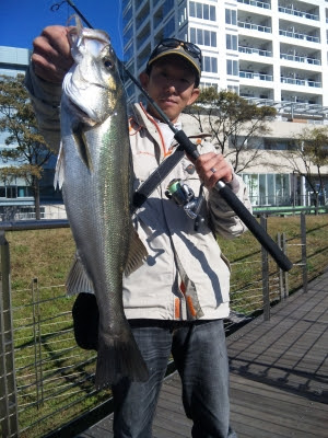 横浜港オカッパリシーバス 釣楽日和