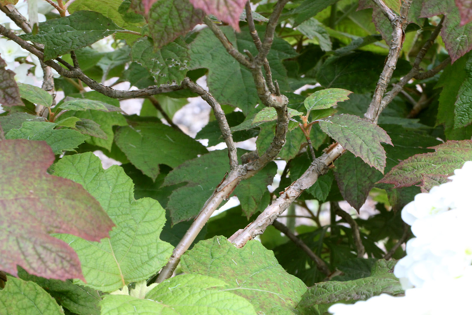 お花の写真集 カシワバアジサイ 柏葉紫陽花