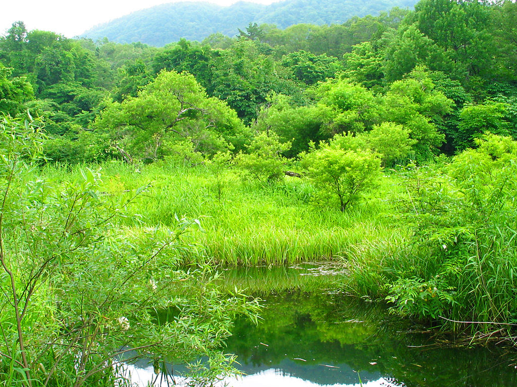 新緑の壁紙 深緑と緑の森 壁紙写真 四季の彩り壁紙写真集