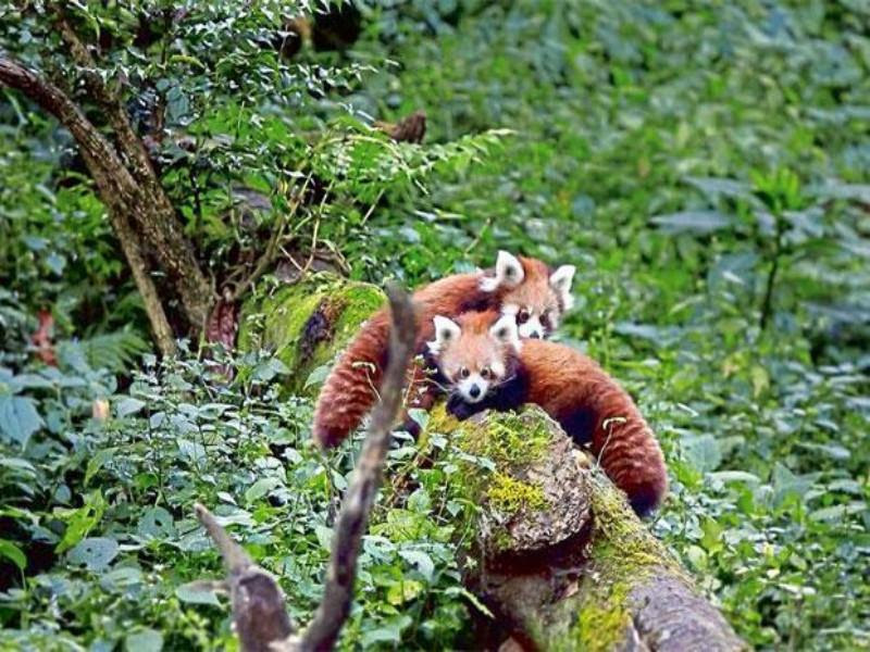 Sikkim Animals Name / Sikkim Wildlife 8 National Parks And ...
