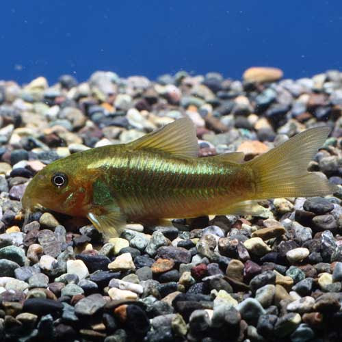 熱帯魚のご紹介 熱帯魚ショップトロピランド