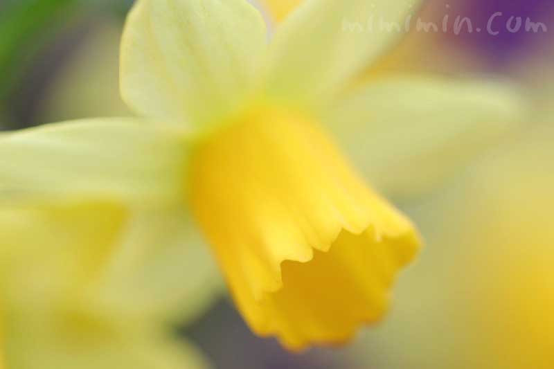 スイセン 黄色のラッパ水仙 花の写真 花言葉 みみみんブログ
