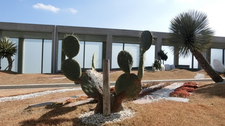 数十年に一度 花を咲かせると枯れるリュウゼツランです トイレなお話 折り畳み仮設トイレ ええぞ くん 開発者ブログ